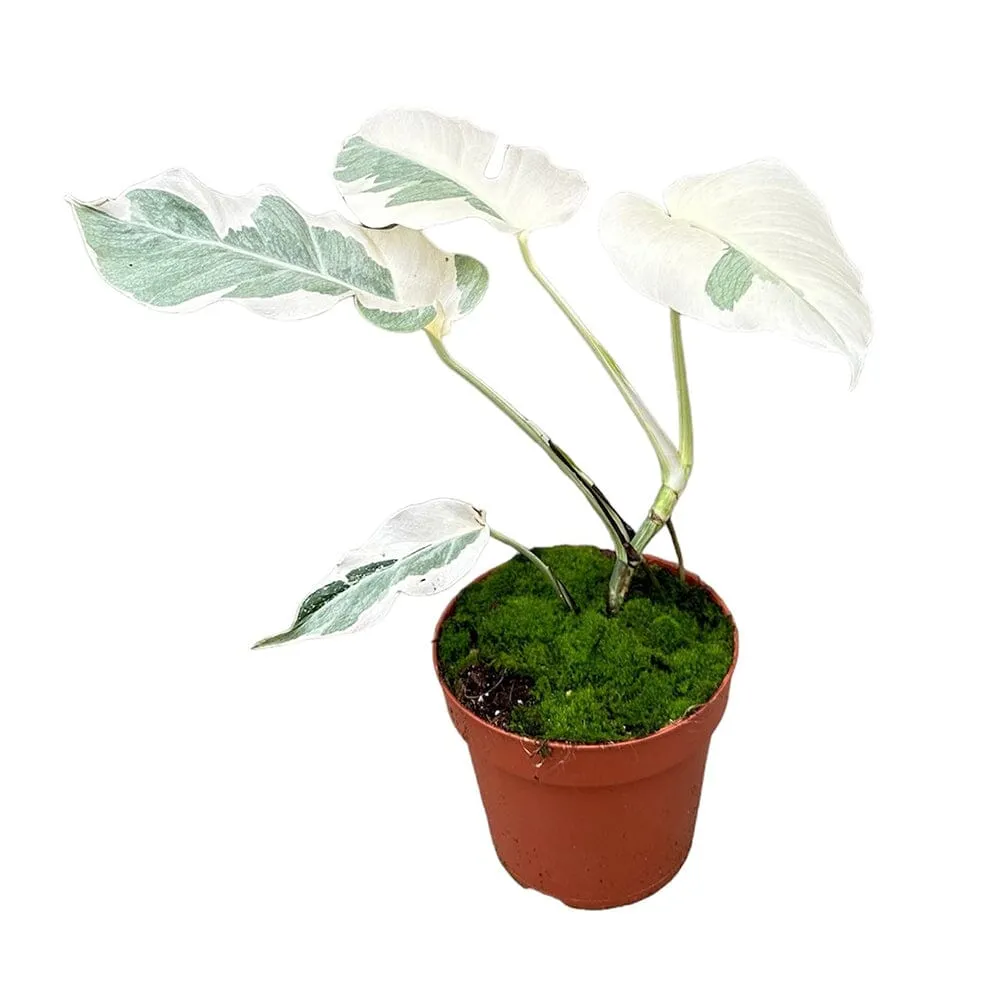White Ghost Variegated Monstera House Plant in 17cm Pot - 40-50cm Height