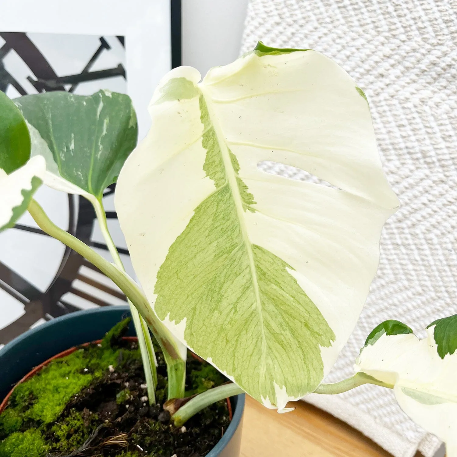 White Ghost Variegated Monstera House Plant in 17cm Pot - 40-50cm Height