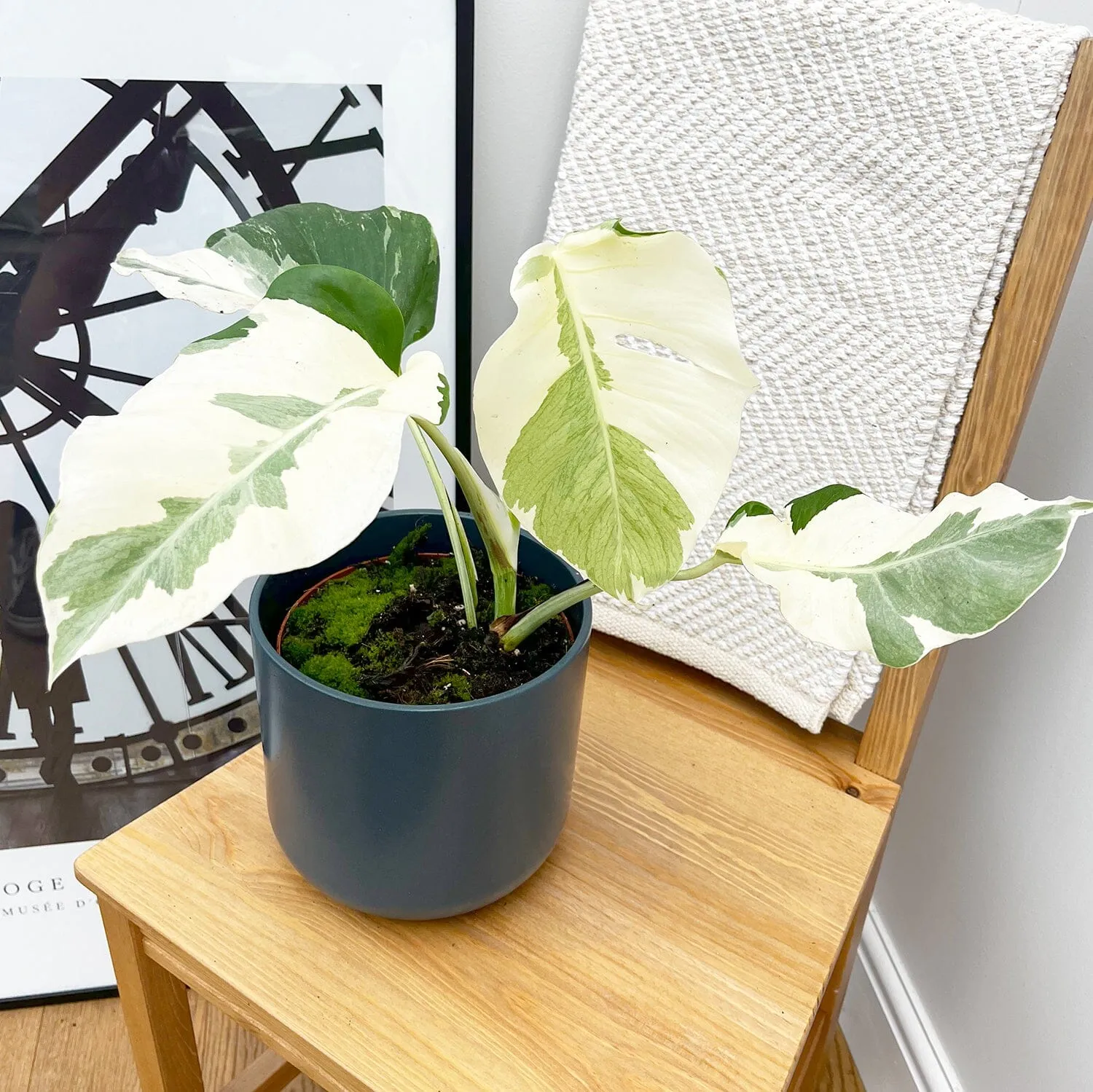 White Ghost Variegated Monstera House Plant in 17cm Pot - 40-50cm Height