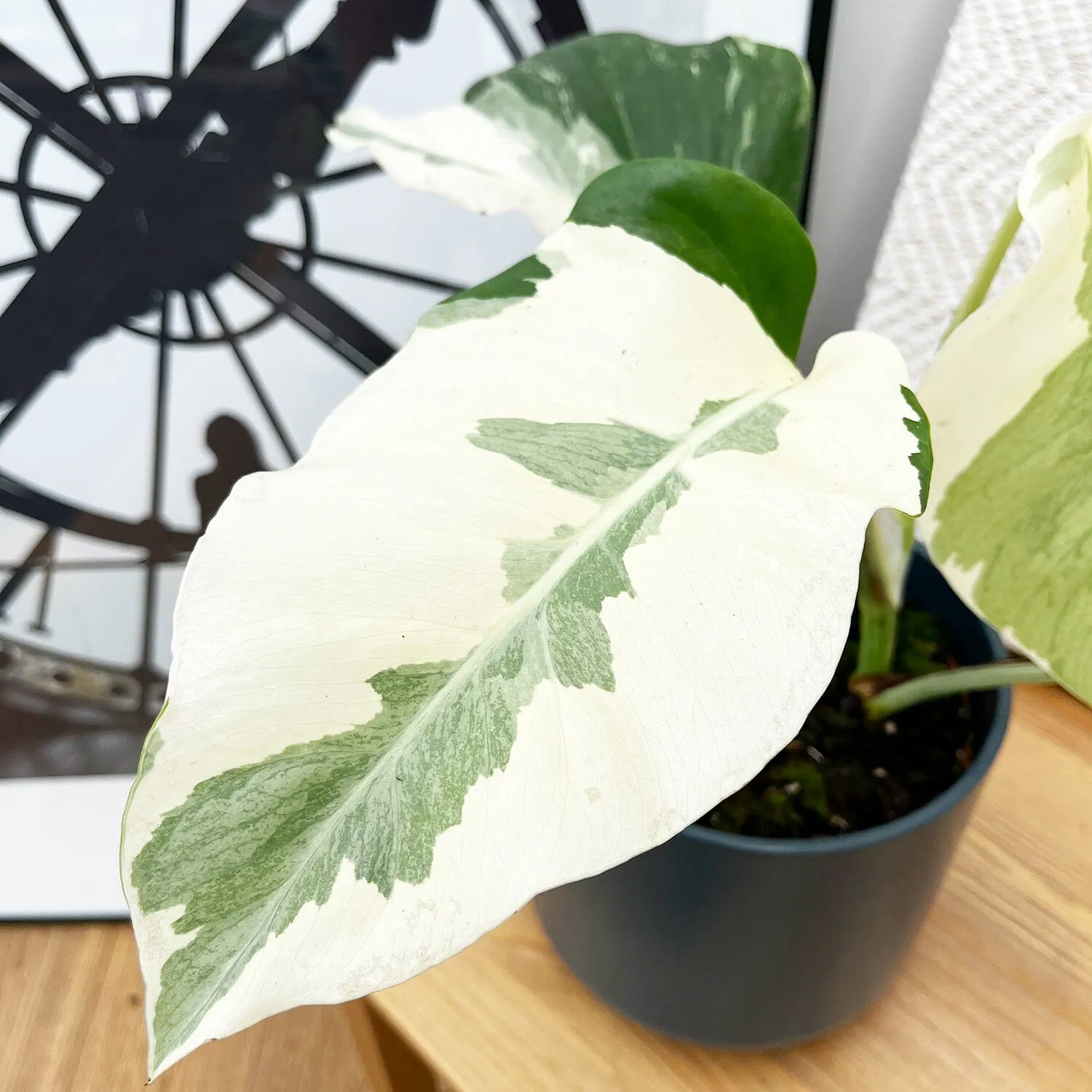 White Ghost Variegated Monstera House Plant in 17cm Pot - 40-50cm Height