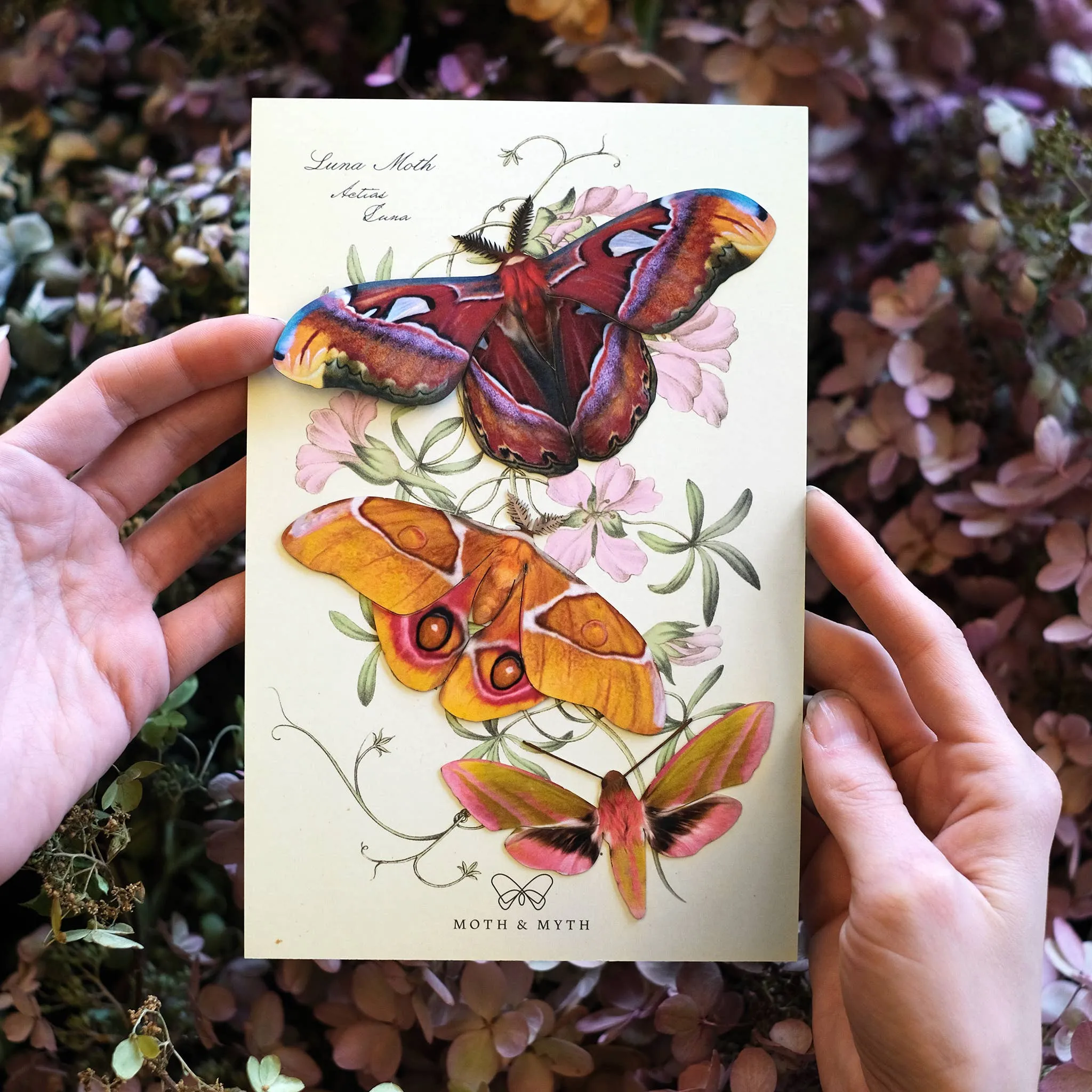 'Amber' Atlas Moth Set