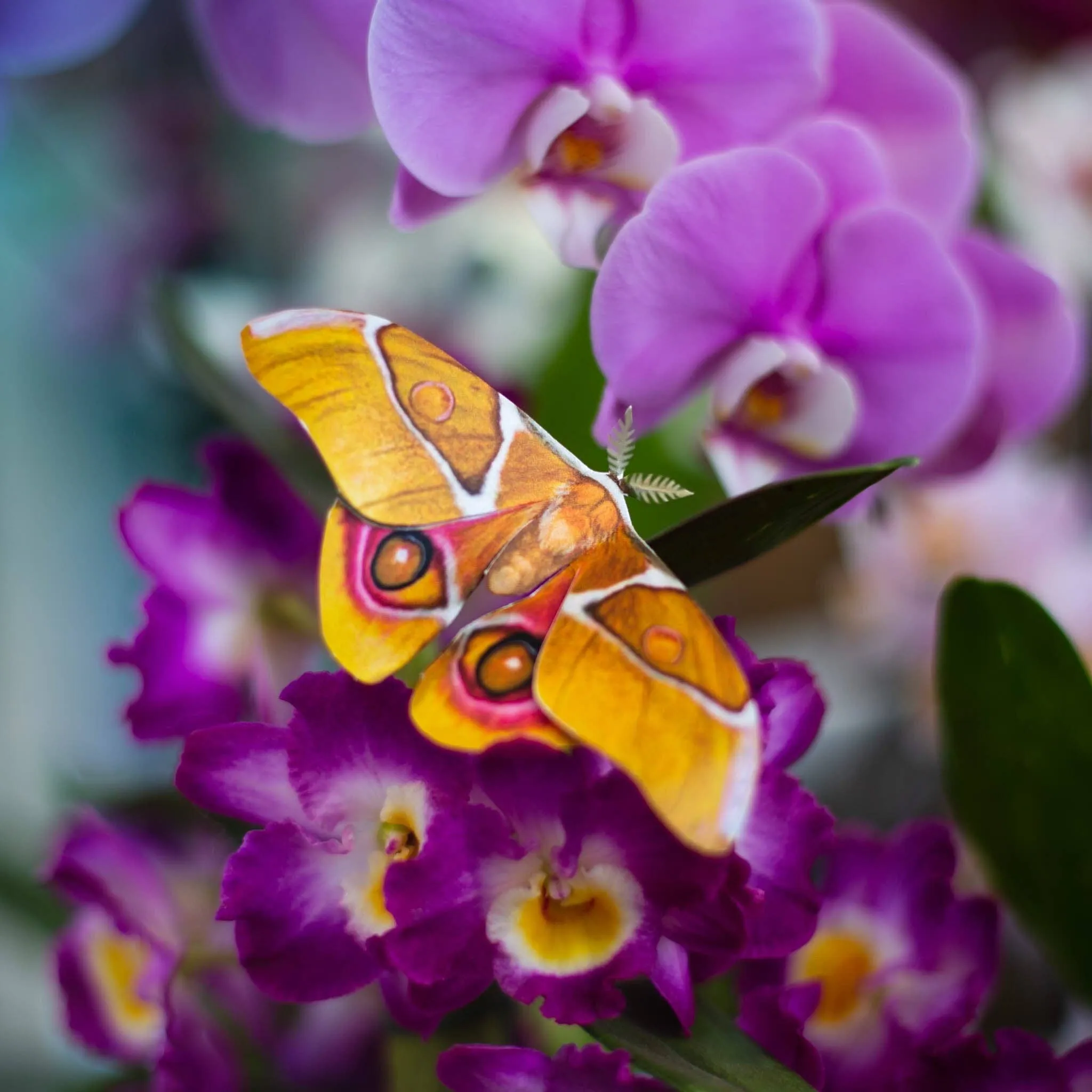 'Amber' Atlas Moth Set